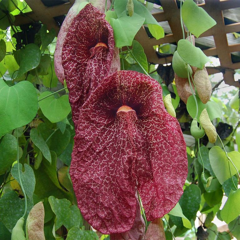 Aristolochia Gigantea Giant Dutchmans Pipe Butterfly World