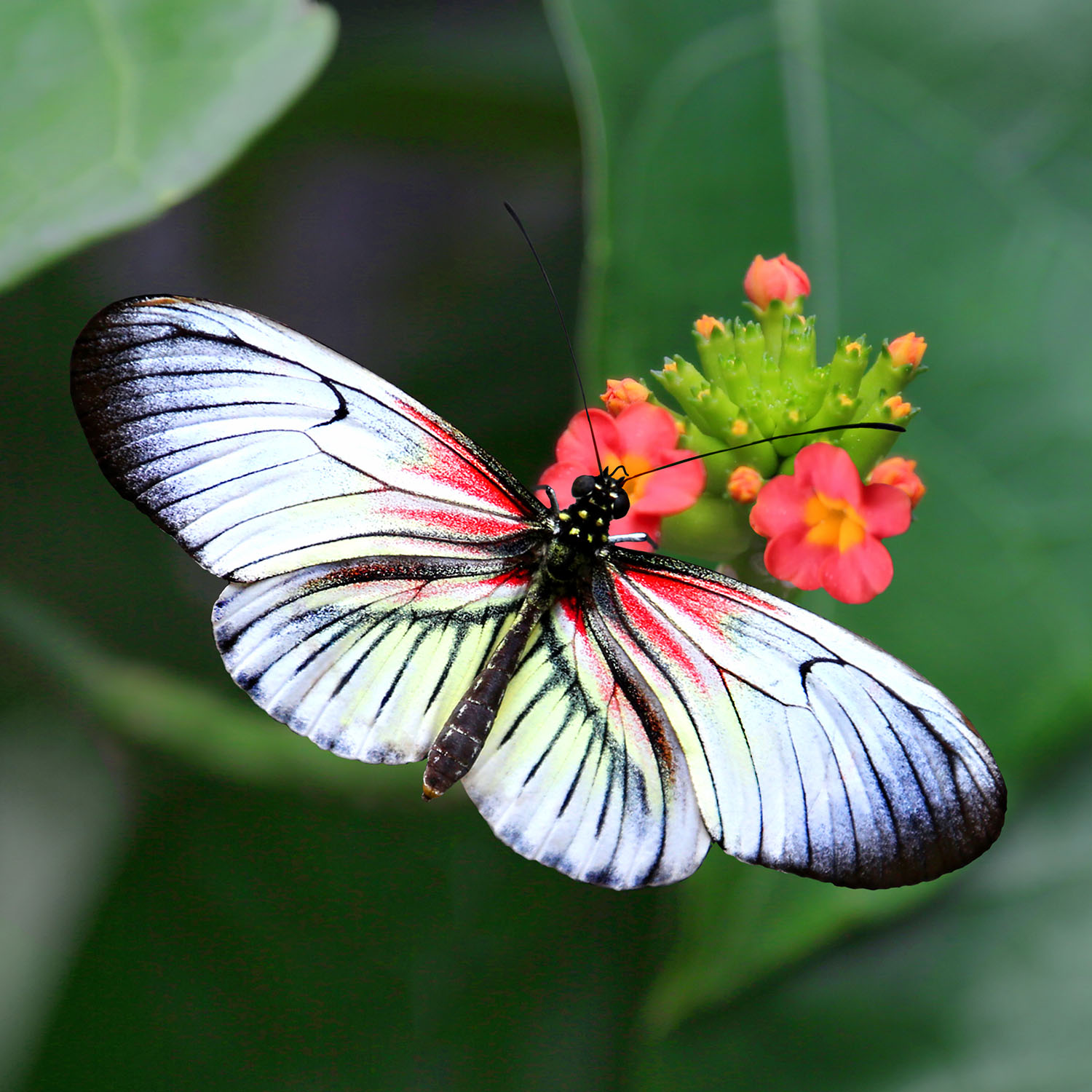 Piano Key – Butterfly World