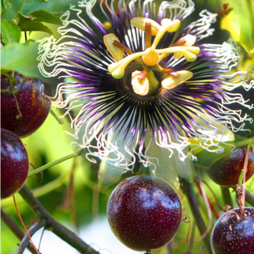Passiflora edulis ‘Purple Possum’ Seeds