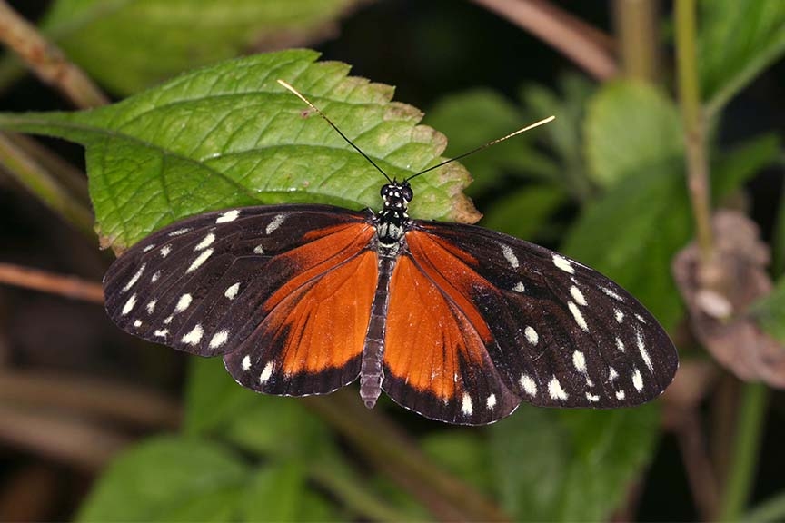 Video and Photo Gallery – Butterfly World