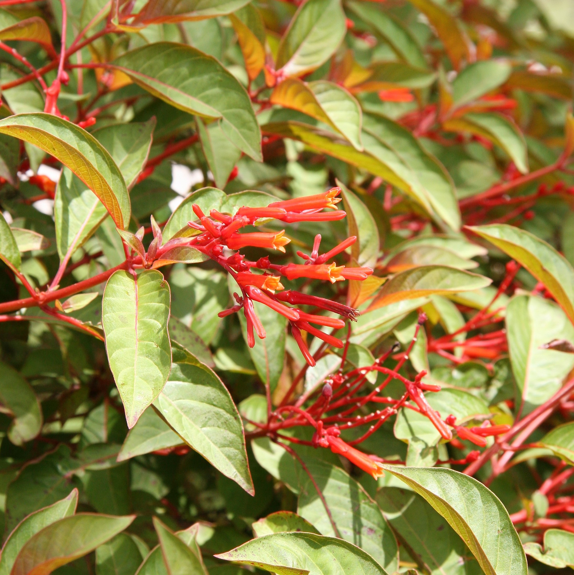 Firebush Butterfly World 