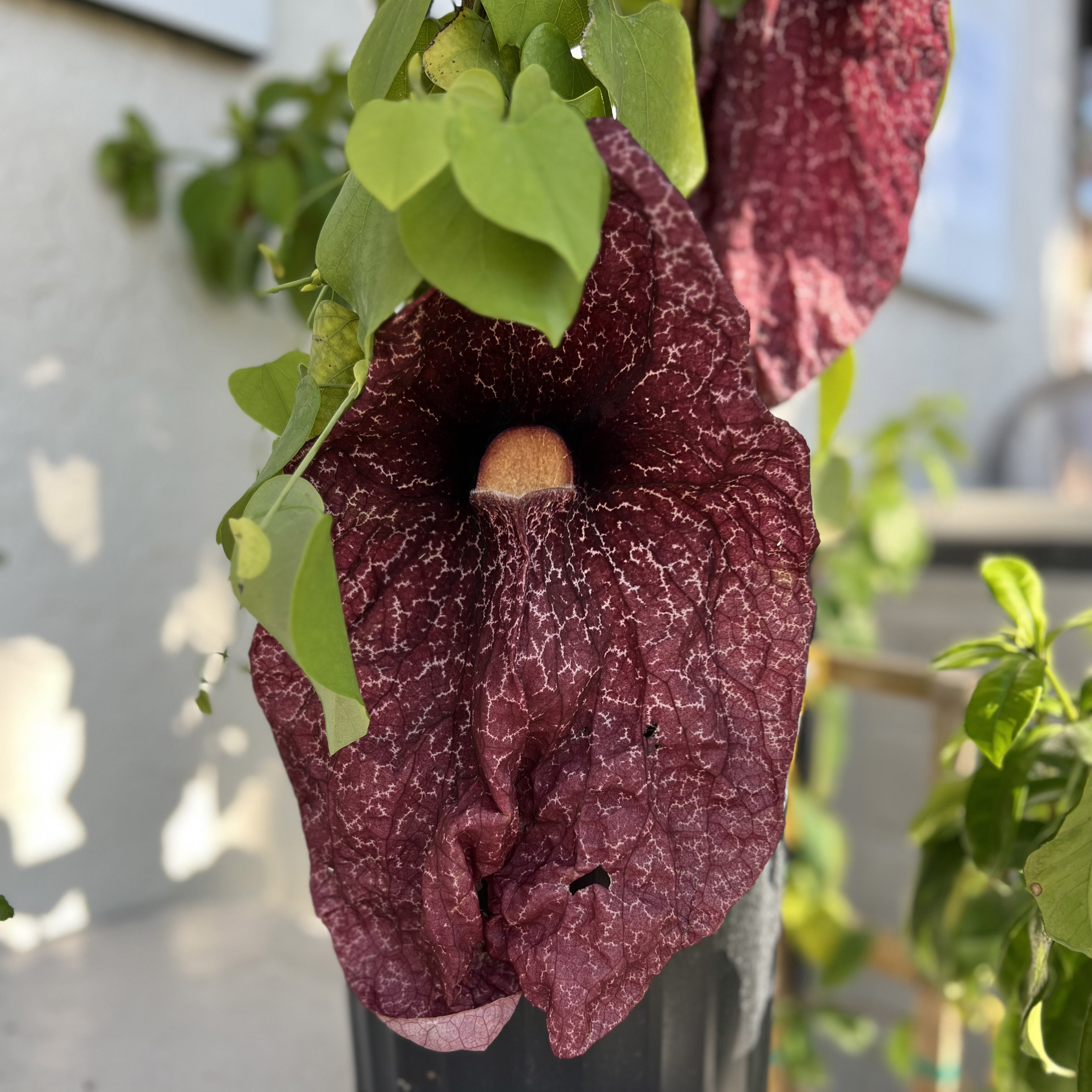 Carnivorous Plants Dutchman's Pipe | informacionpublica.svet.gob.gt