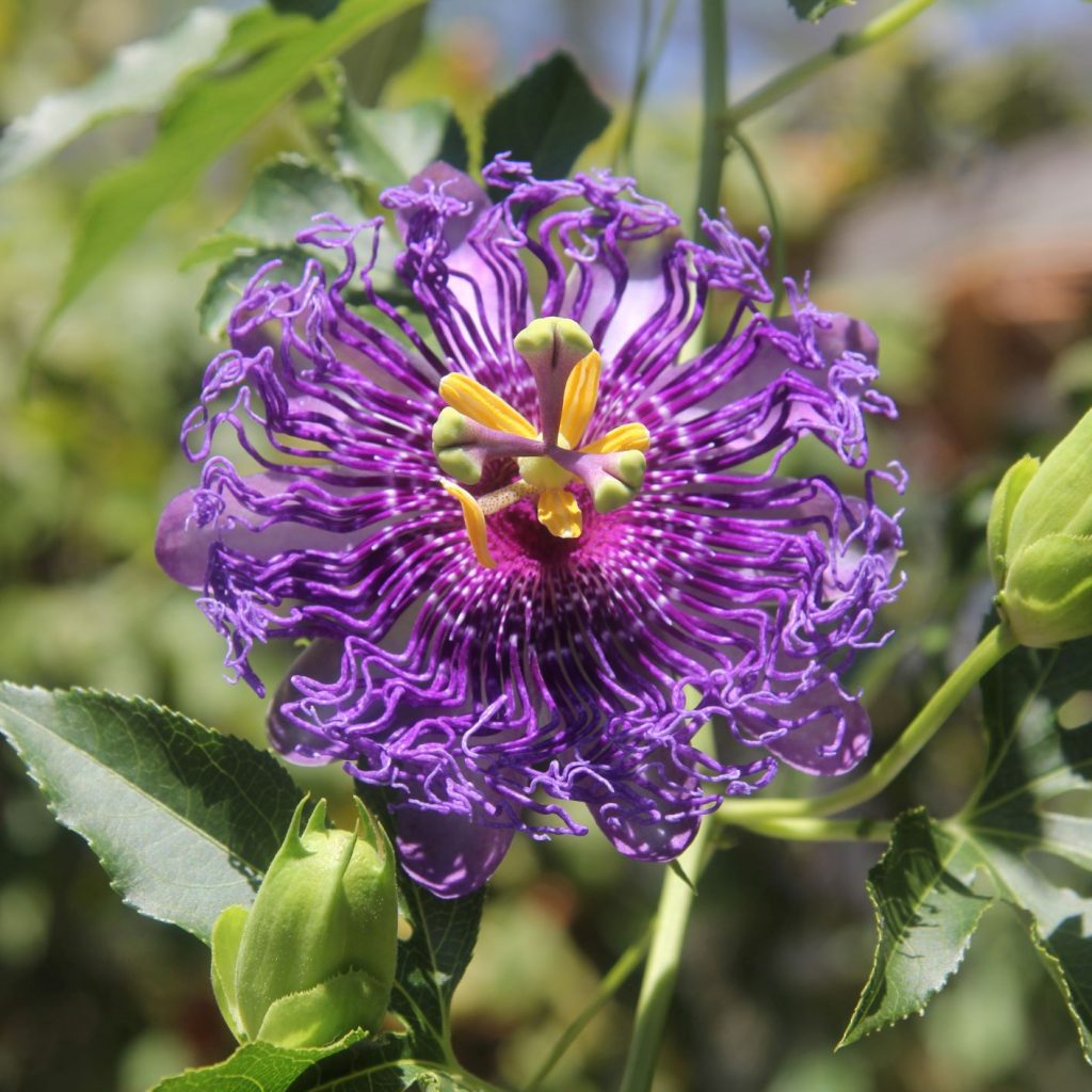 passiflora-inspiration-seeds-butterfly-world