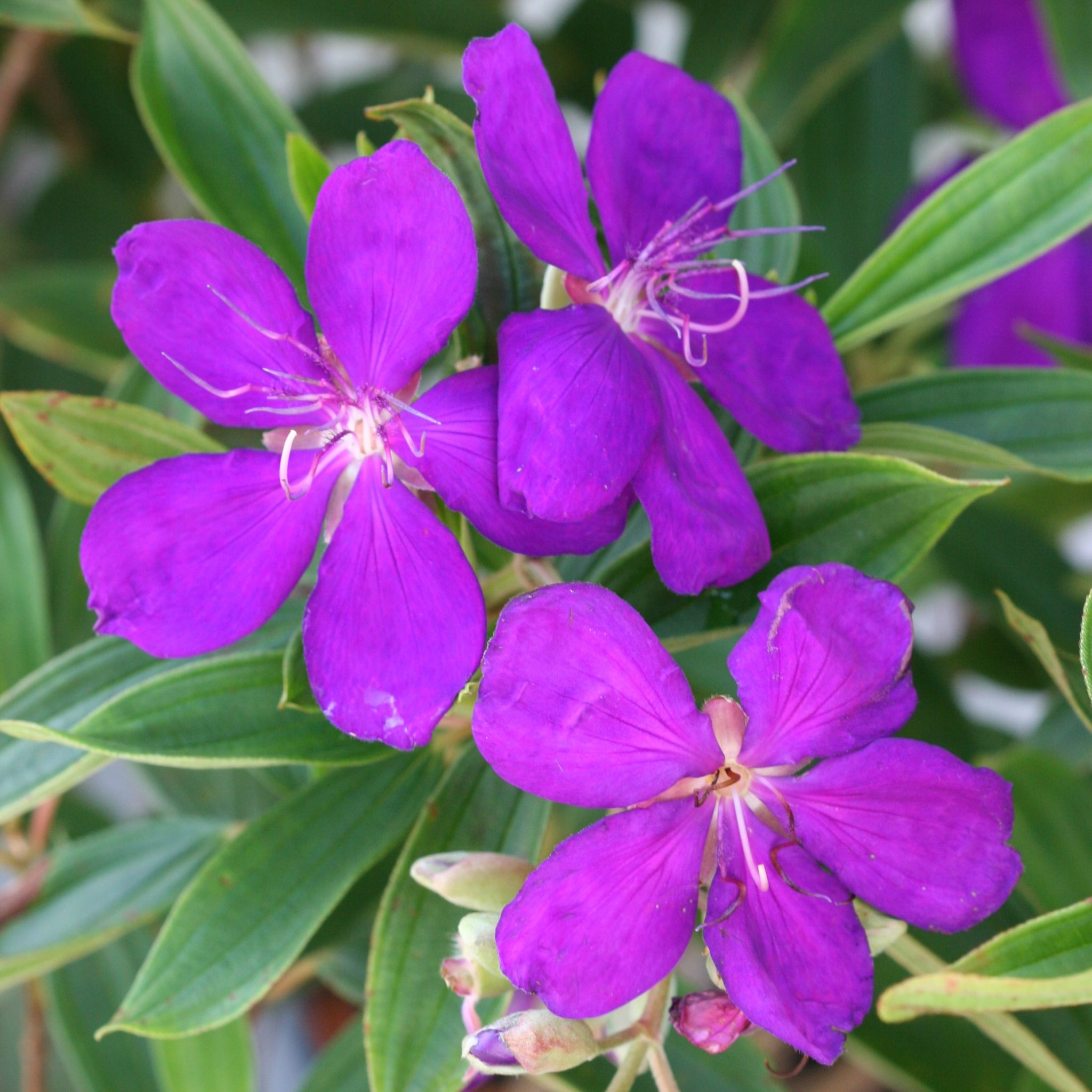 Tibouchina – Butterfly World