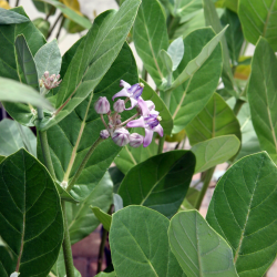 Giant Milkweed (Calotropis gigantea) – Butterfly World