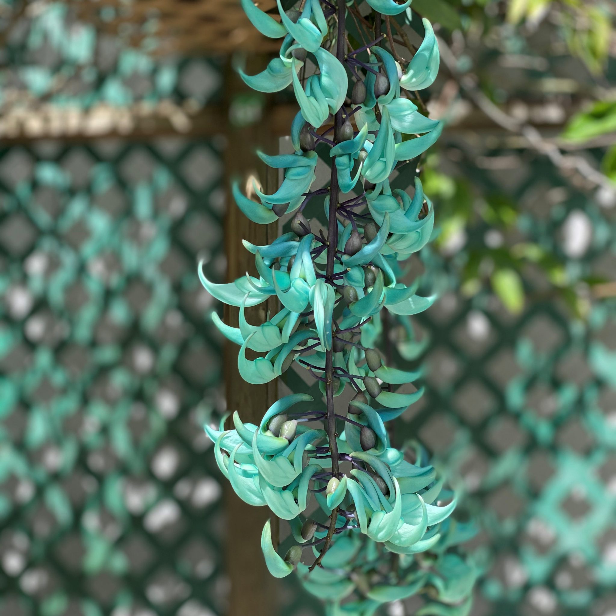 Jade Vine – Butterfly World