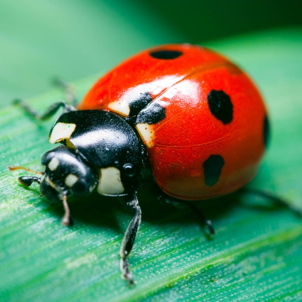 Ladybugs – Butterfly World