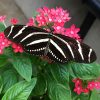 zebra long wing butterfly