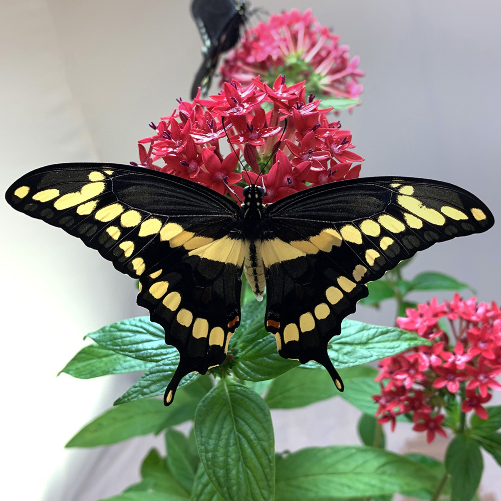Giant Swallowtail - Papilio cresphontes