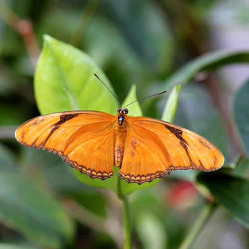 Julia Pupa – Butterfly World