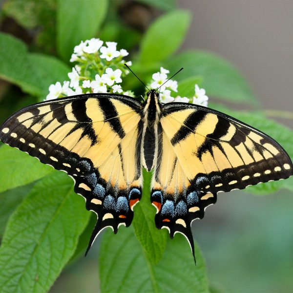 Giant Swallowtail Pupa – Butterfly World