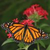 monarch butterfly - Danaus plexippus