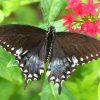 Spicebush Swallowtail - Papilio troilus butterfly