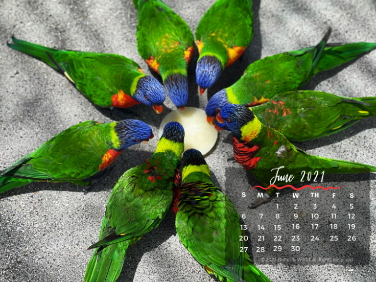 Desktop Calendar Butterfly World