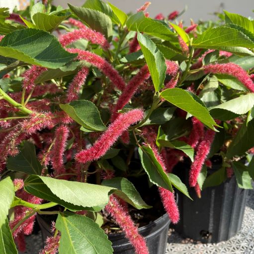 Chenille Plant Butterfly World