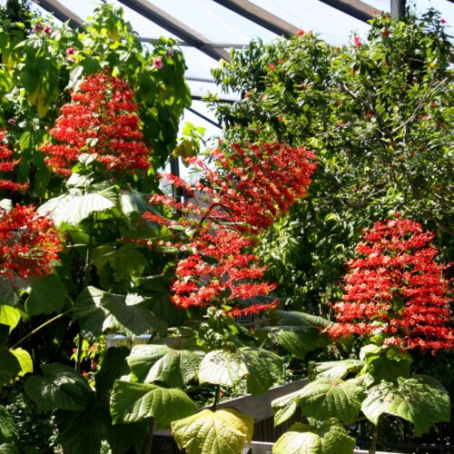 Mexican Flame Vine- Climbing Vine For Monarch Butterflies