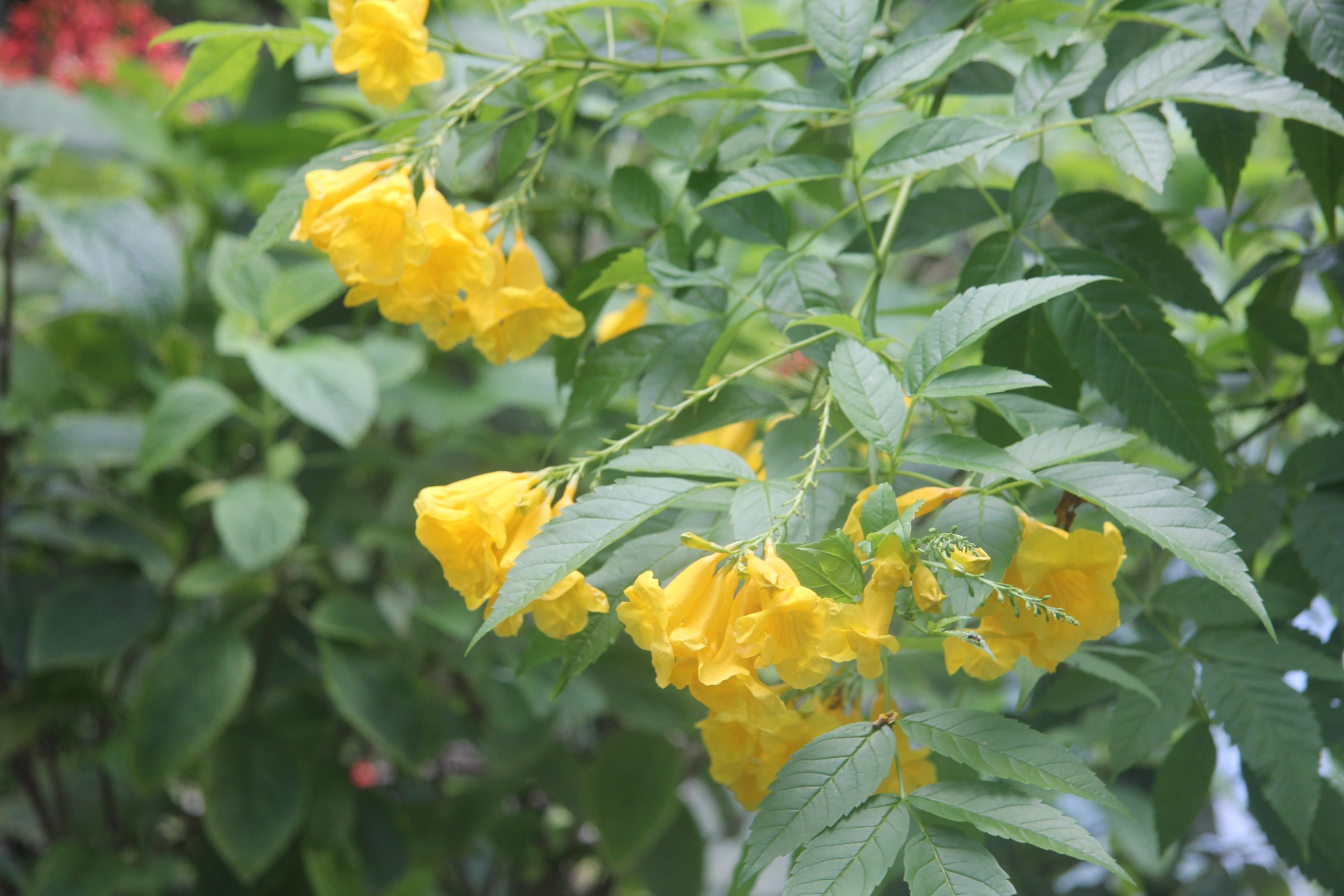 Tecoma Stans Seeds – Butterfly World