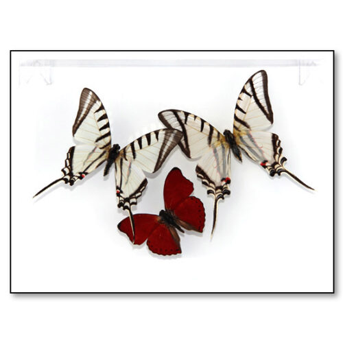 Mexican Kite Swallowtails and Blood-Red Glider