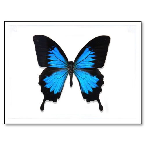 Ulysses Swallowtail