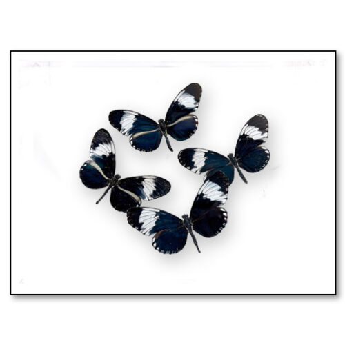 Papilio blumei 蝶の標本 Papilio blumei 蝶の標本 Papilio blumei 蝶の標本