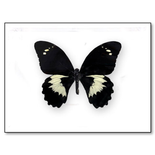 Papilio ageus swallowtail