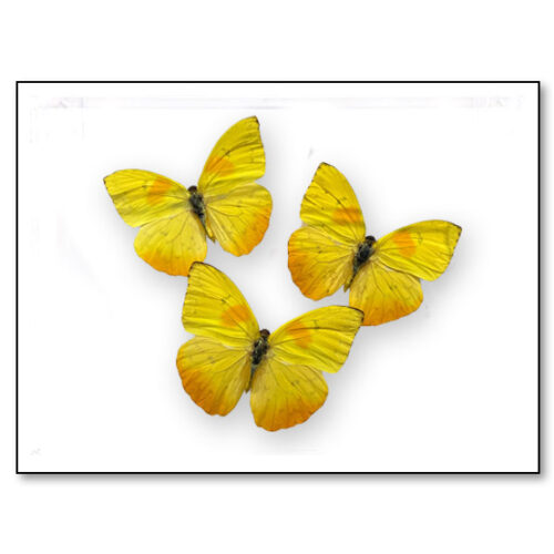 Orange-barred sulphur