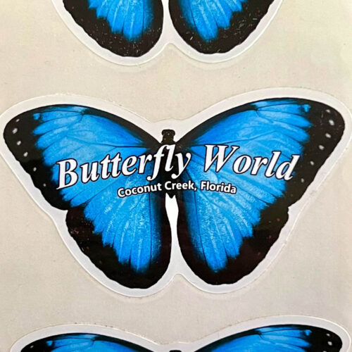 Butterfly World Blue Morpho Sticker