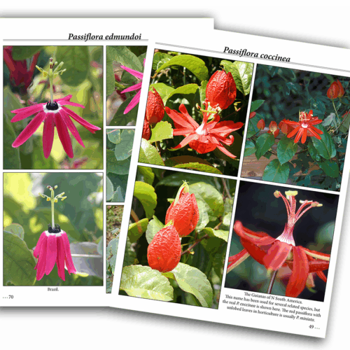 PASSIONFLOWERS; A pictorial Guide Book