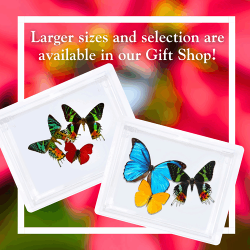 Nature's Beauty Butterfly Cases