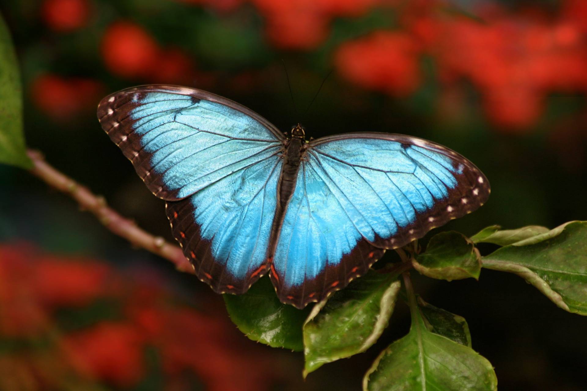 Butterfly World – Where 20,000 exotic butterflies and birds take flight!
